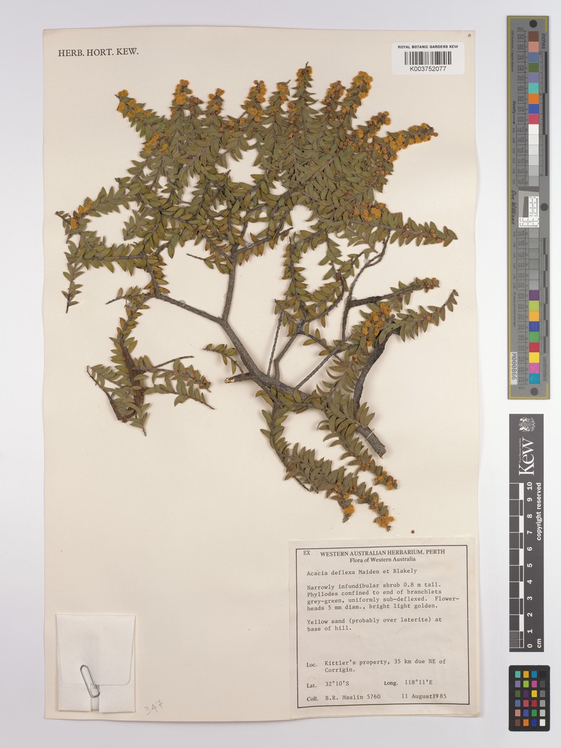 Acacia deflexa photo 2