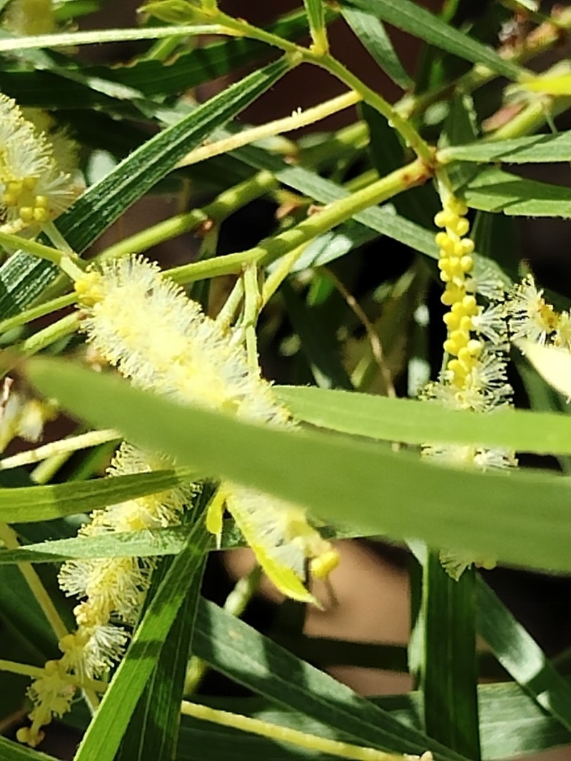Acacia delibrata