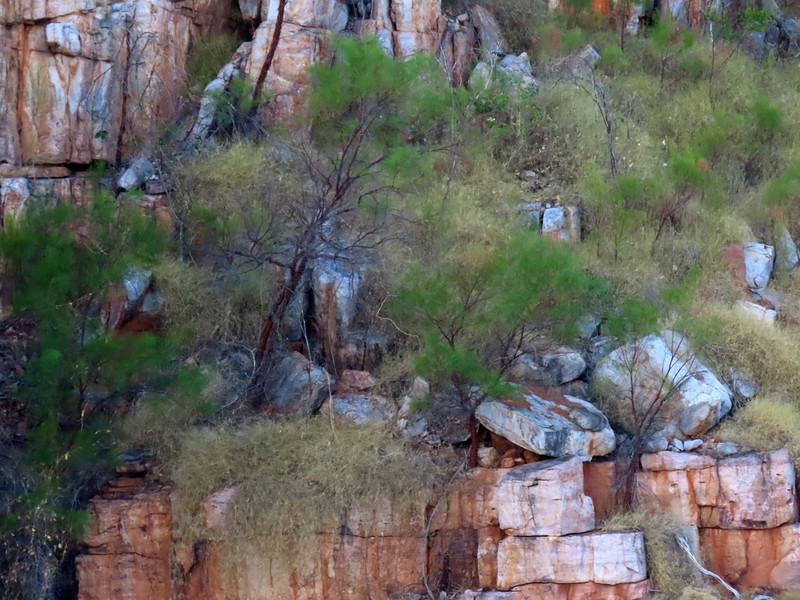 Acacia delibrata photo 2