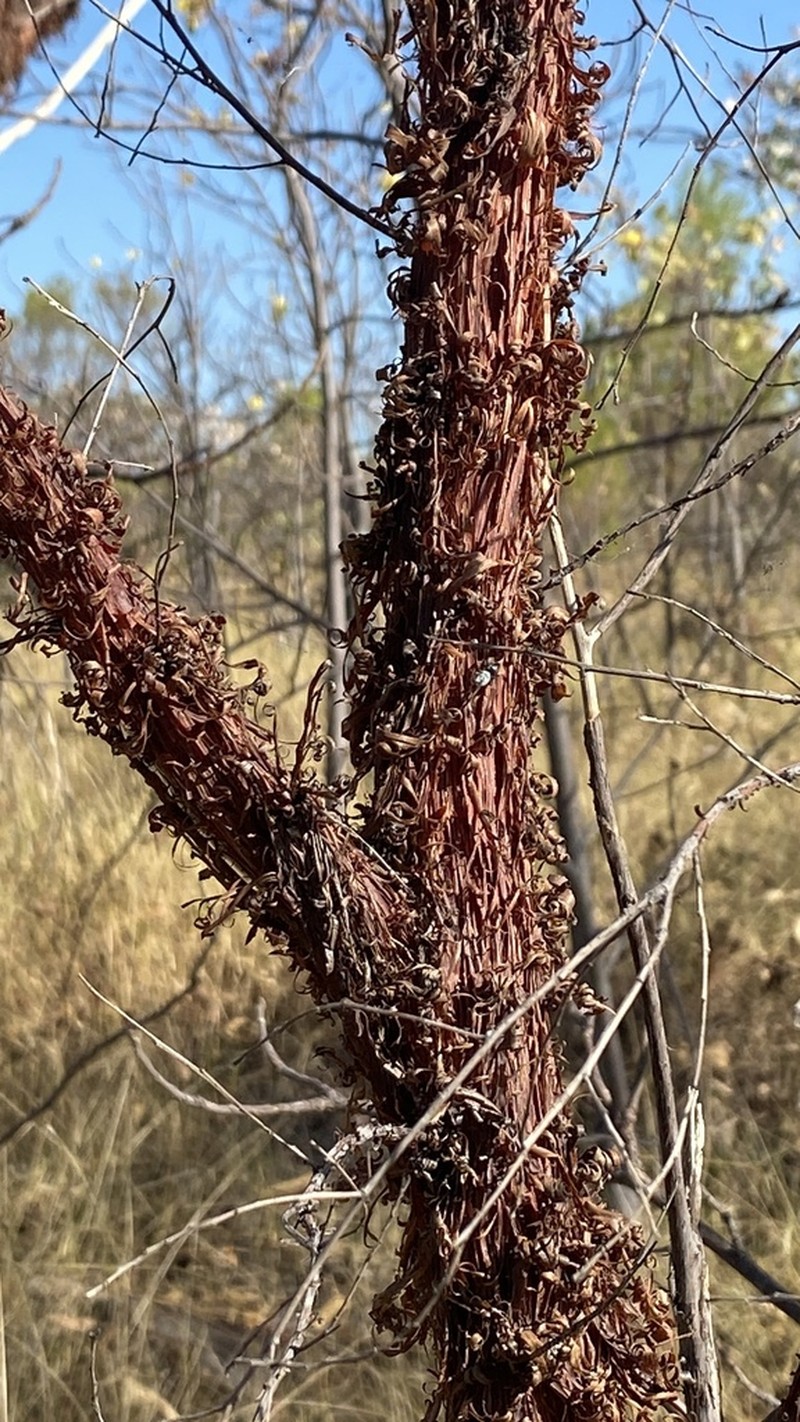 Acacia delibrata photo 3