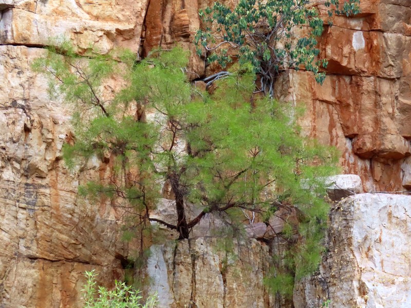 Acacia delibrata photo 5