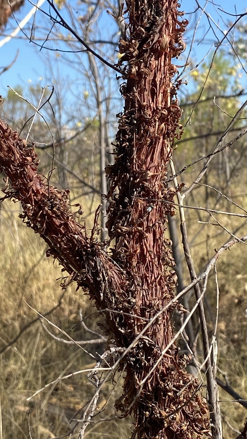 Acacia delibrata photo 6