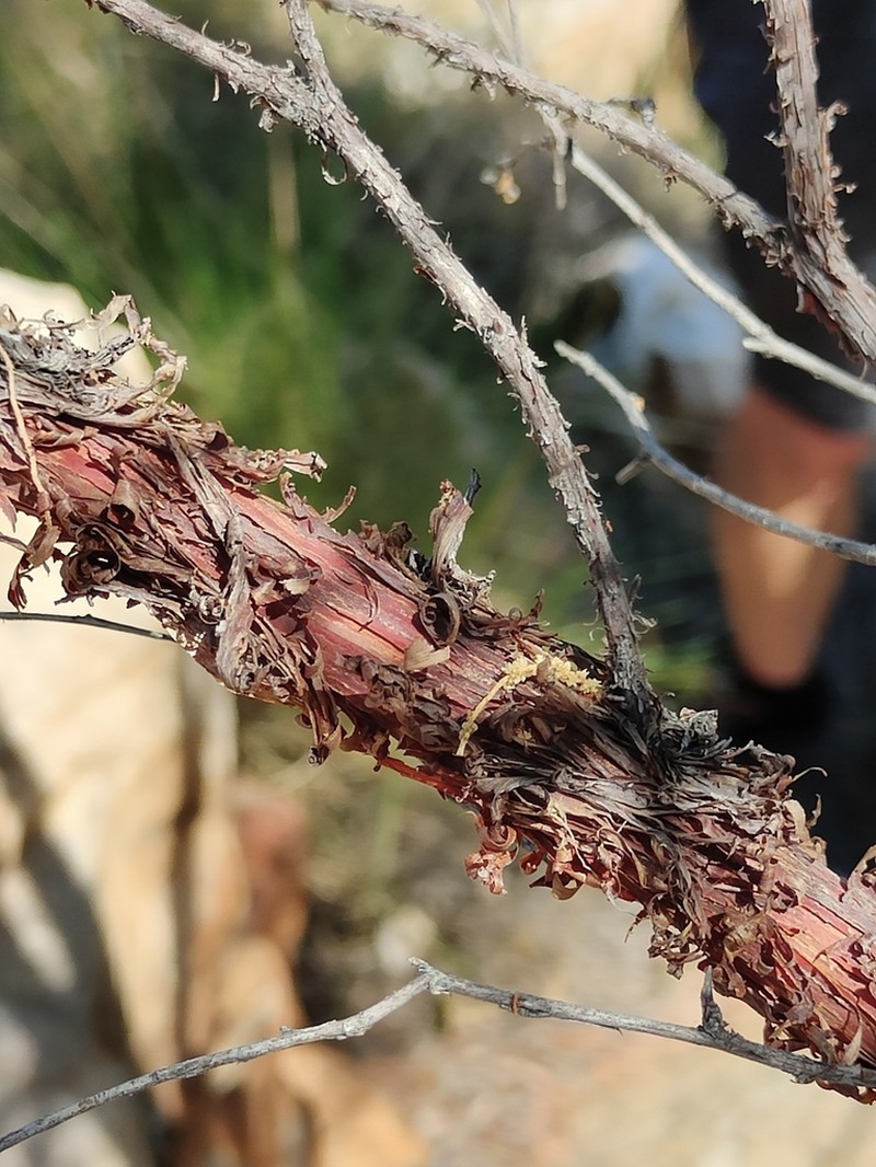 Acacia delibrata photo 7