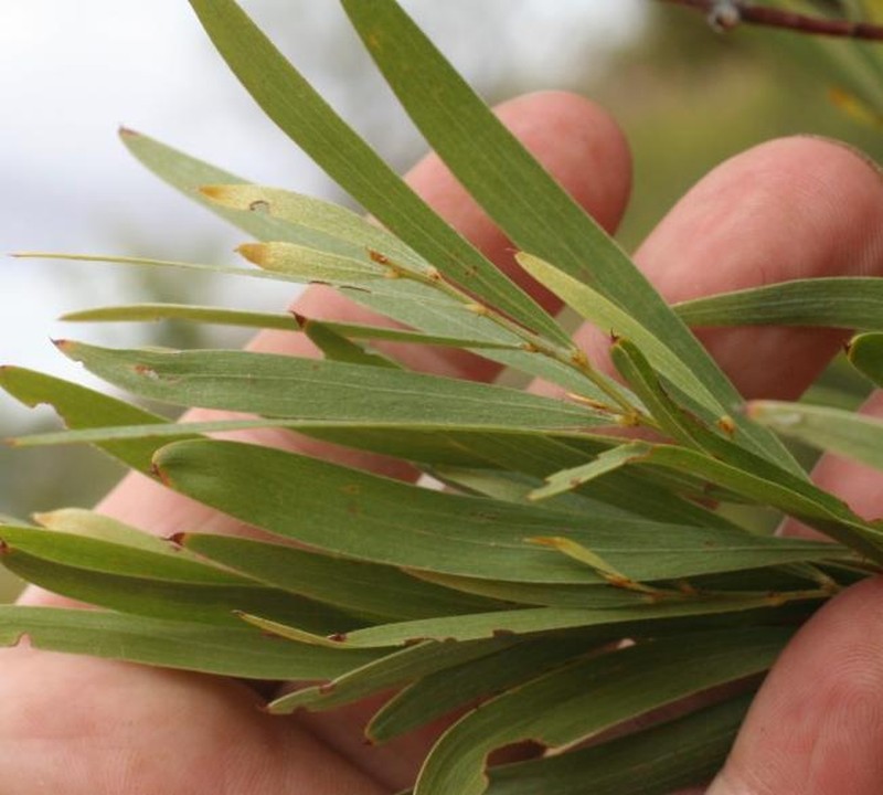 Acacia delibrata photo 8