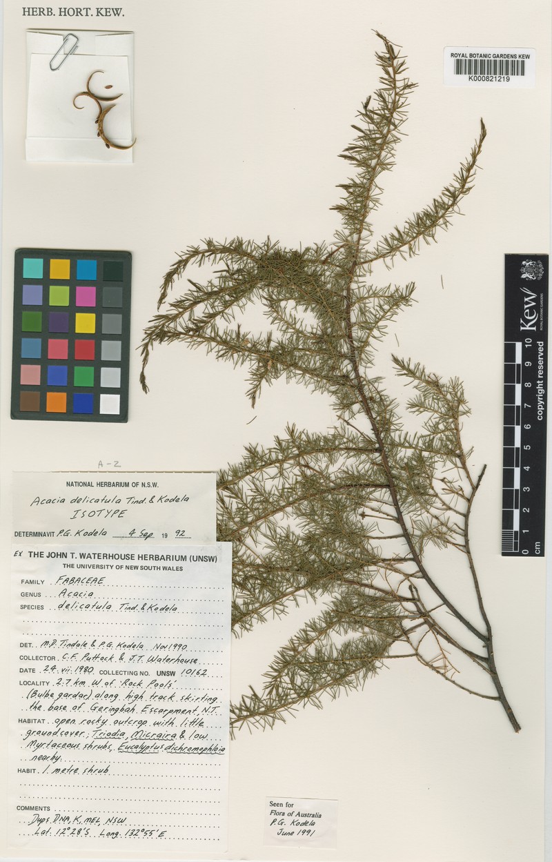 Acacia delicatula photo 3