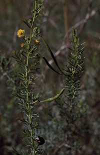 Acacia delicatula