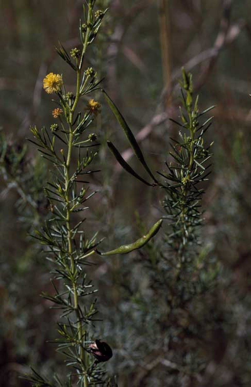 Acacia delicatula
