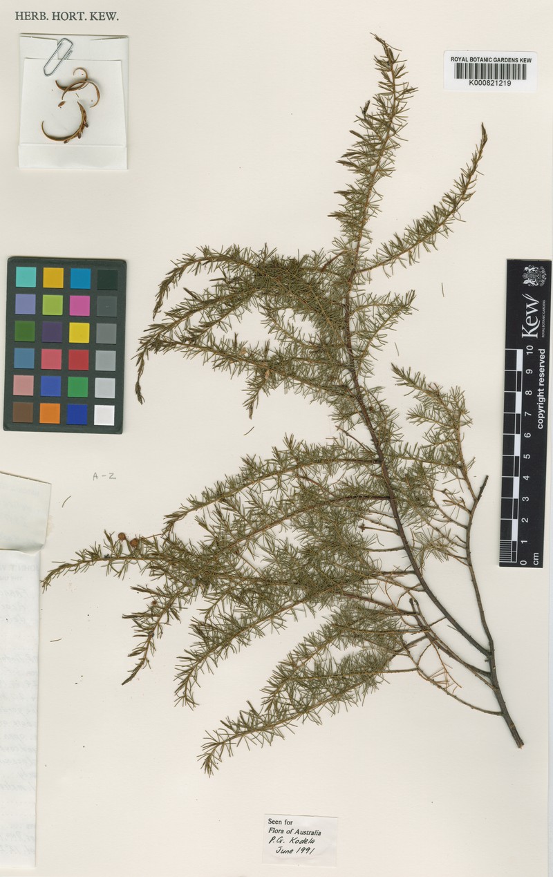 Acacia delicatula photo 2