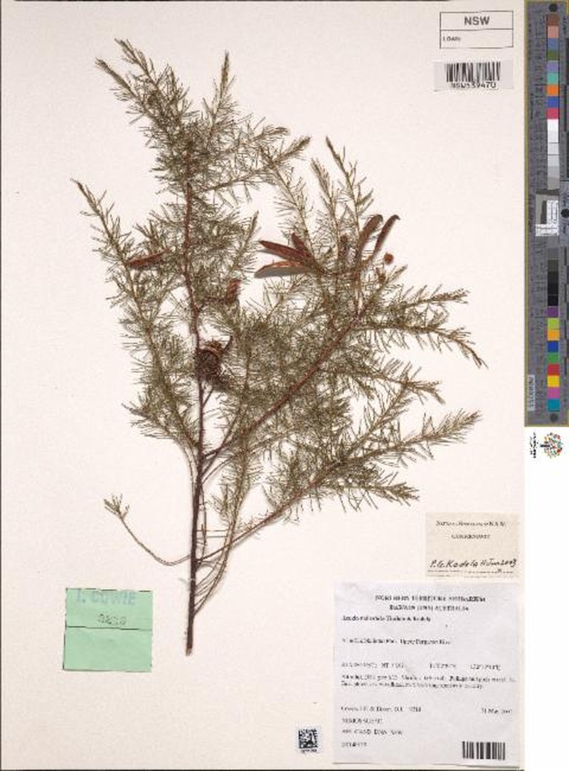 Acacia delicatula photo 3