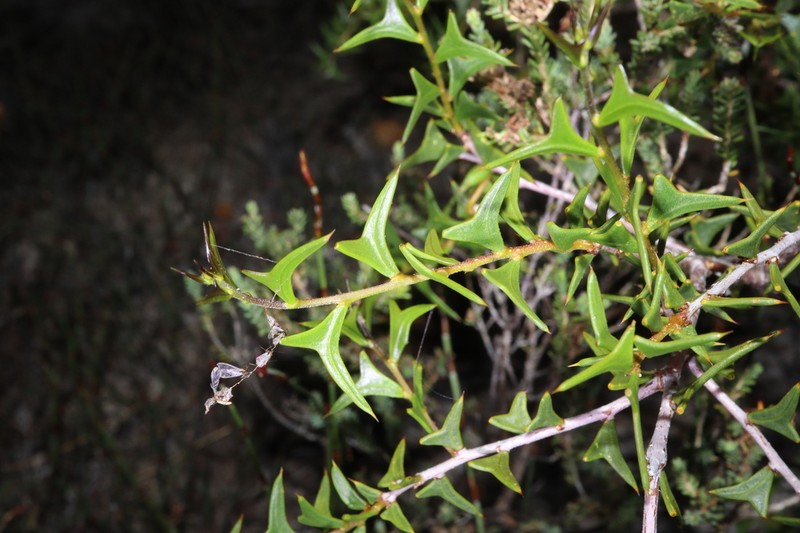 Acacia delphina