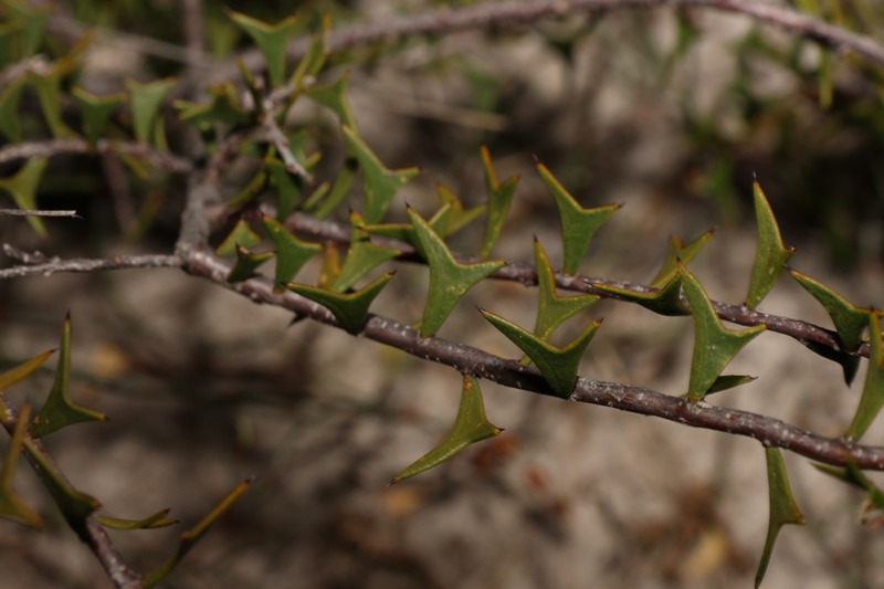 Acacia delphina photo 2