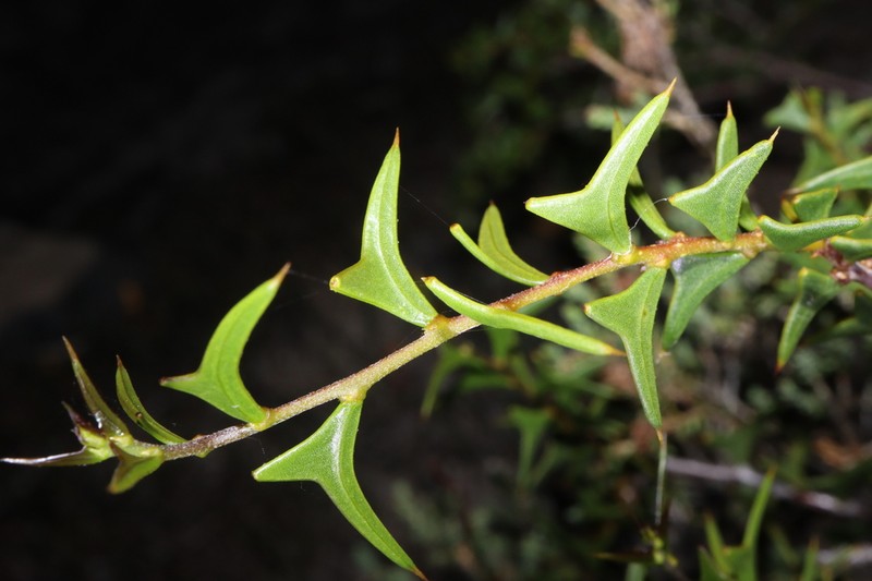 Acacia delphina photo 3