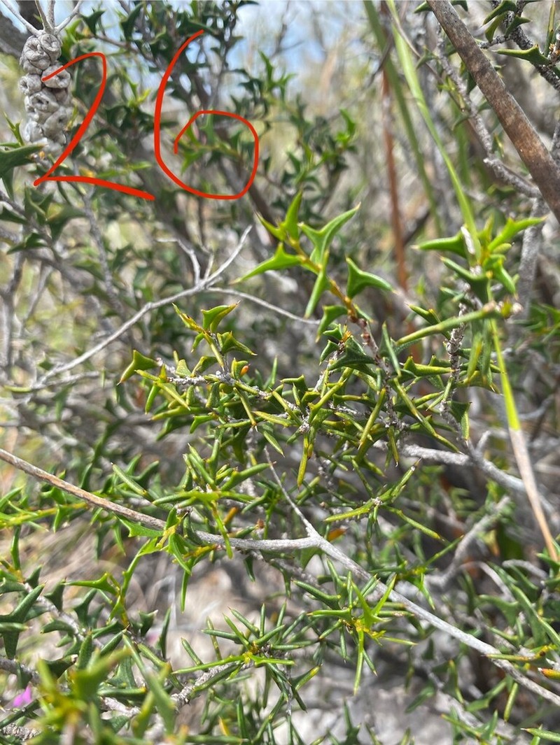 Acacia delphina photo 4