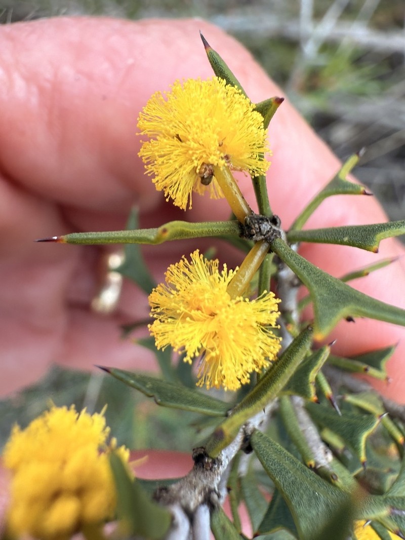 Acacia delphina photo 5