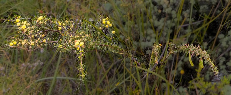 Acacia delphina photo 6