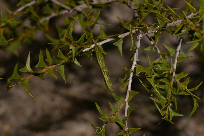 Acacia delphina photo 8