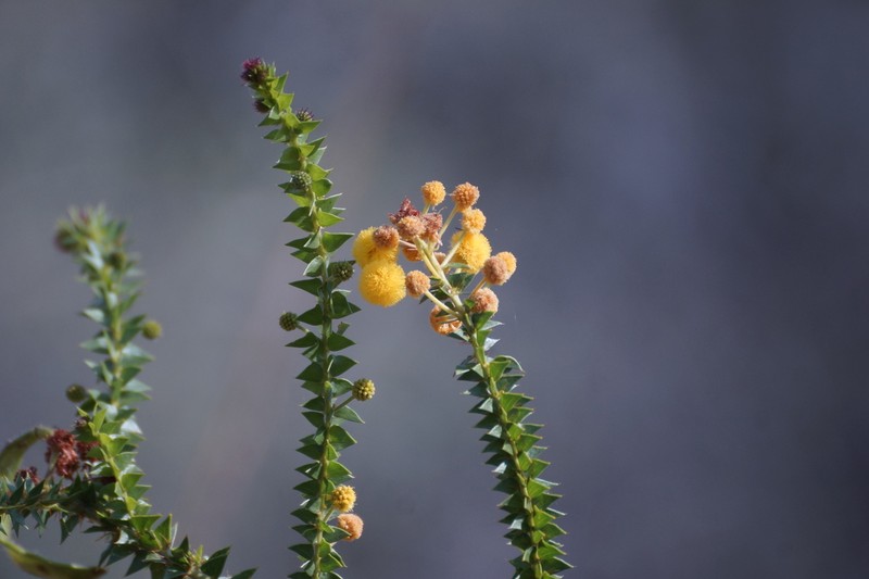 Acacia deltoidea