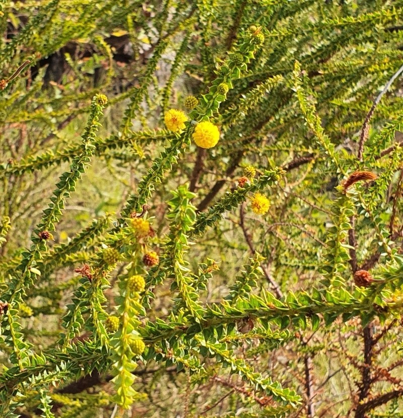 Acacia deltoidea photo 2