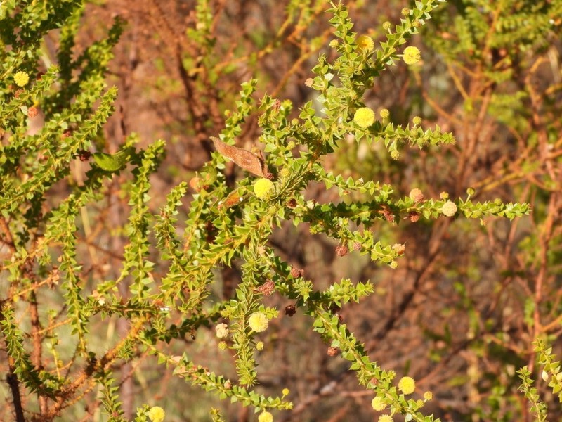 Acacia deltoidea photo 3