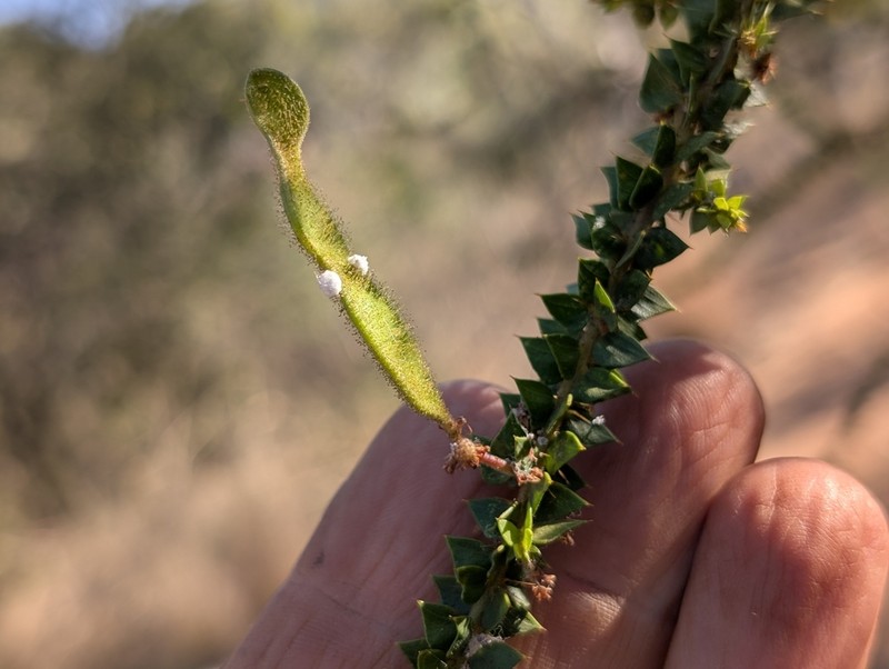 Acacia deltoidea photo 4