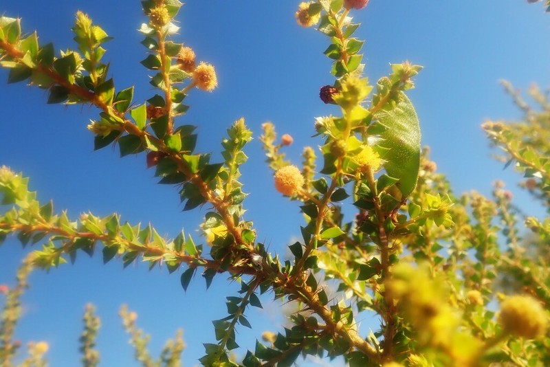 Acacia deltoidea photo 5