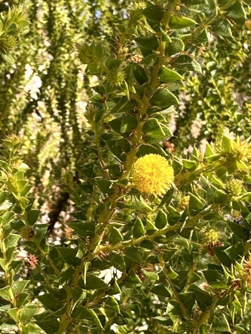 Acacia deltoidea photo 7