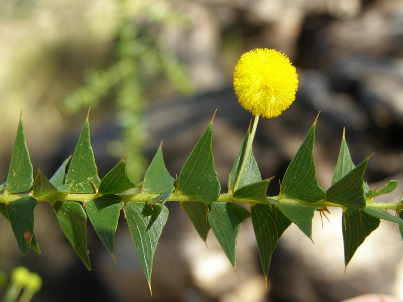 Acacia deltoidea subsp. ampla