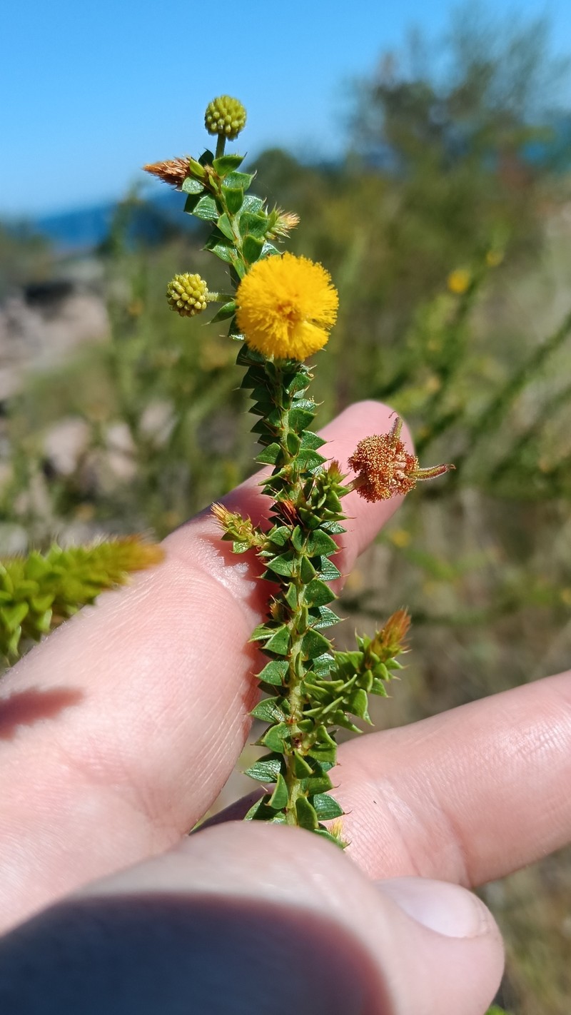 Acacia deltoidea subsp. deltoidea photo 4