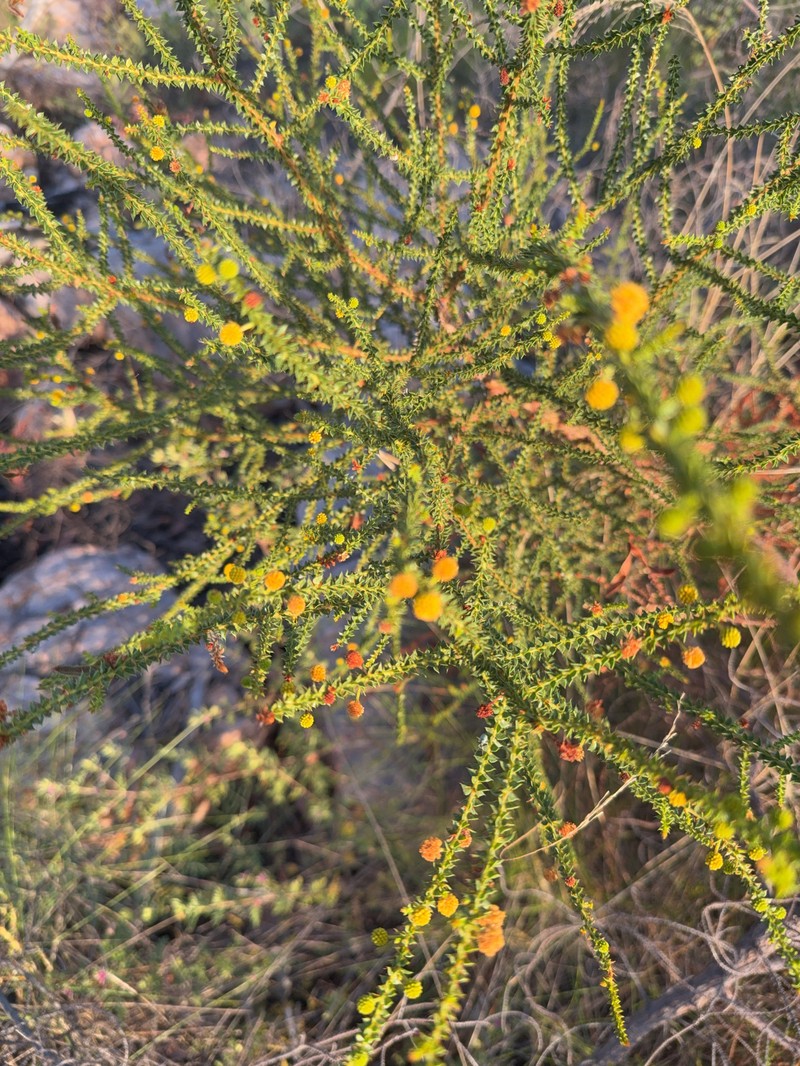Acacia deltoidea subsp. deltoidea photo 5
