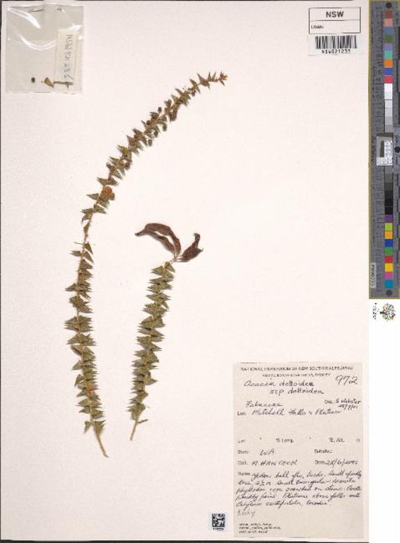 Acacia deltoidea subsp. deltoidea photo 6