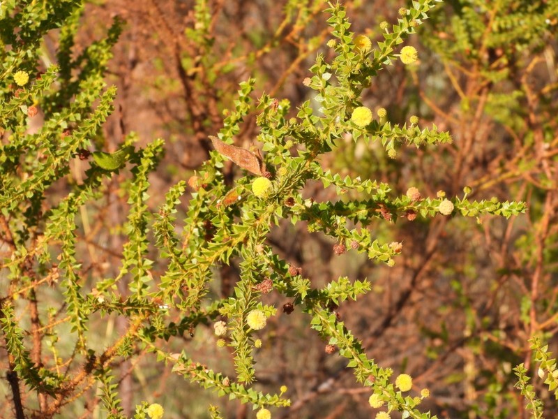 Acacia deltoidea subsp. deltoidea