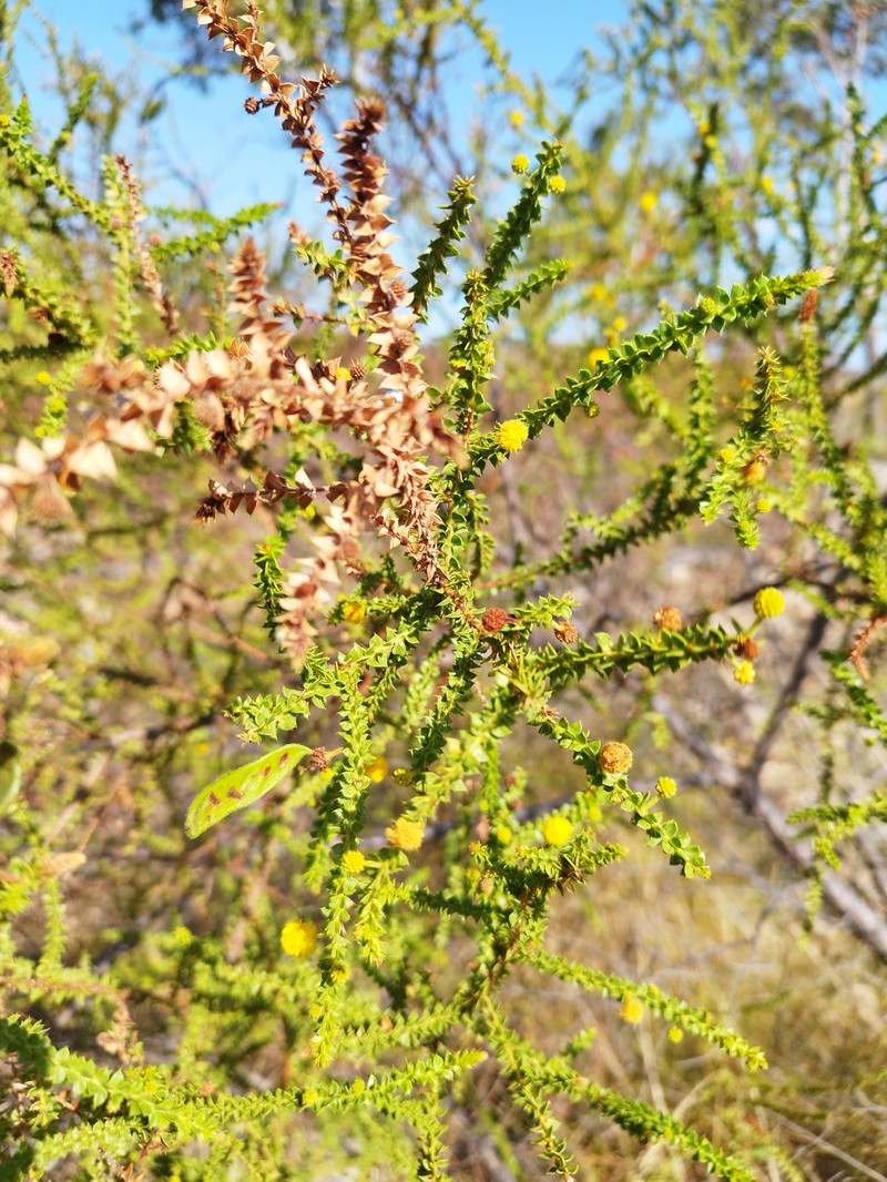Acacia deltoidea subsp. deltoidea photo 2