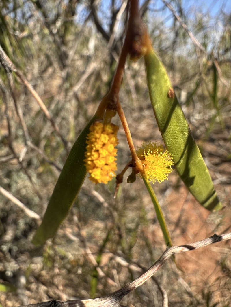 Acacia demissa photo 6