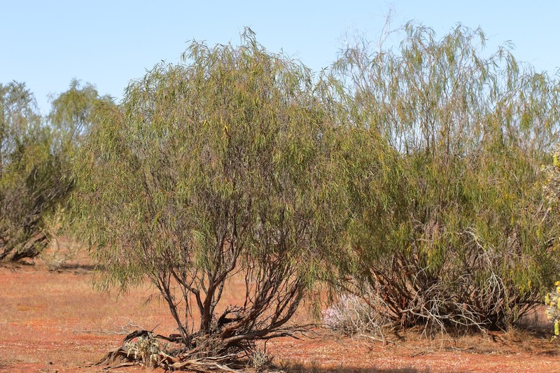 Acacia demissa photo 7