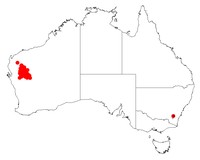 Acacia demissa