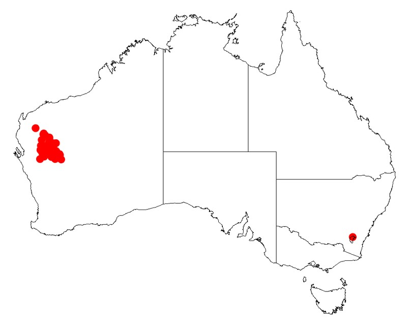 Acacia demissa