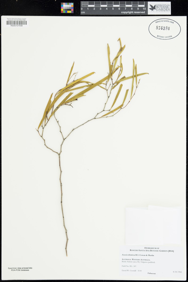 Acacia demissa photo 2