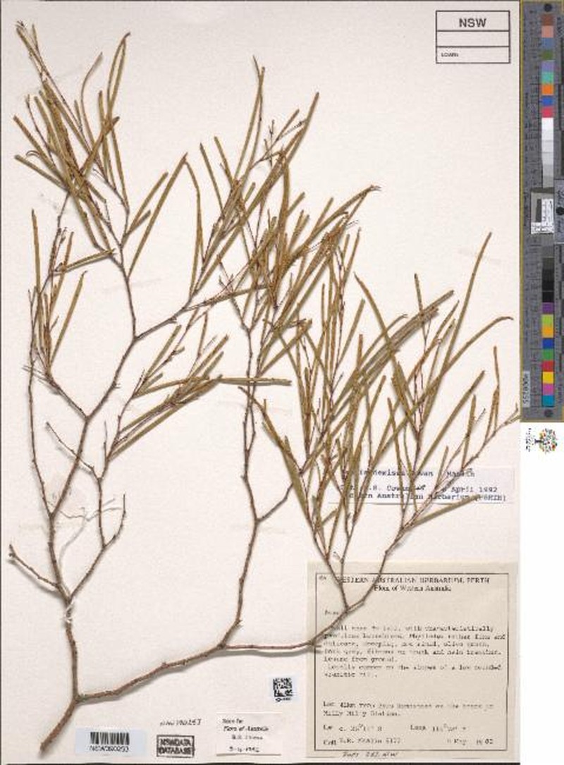 Acacia demissa photo 3