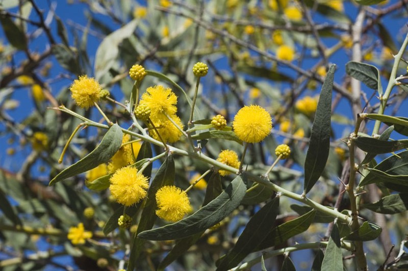 Acacia dempsteri