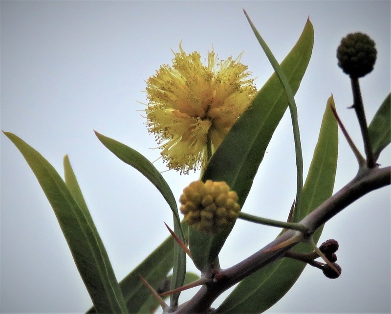 Acacia dempsteri photo 2