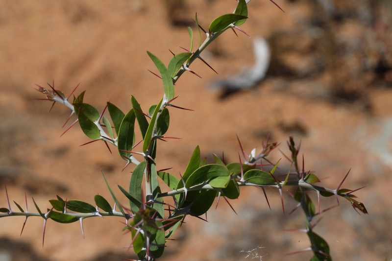 Acacia dempsteri photo 3
