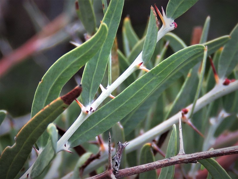 Acacia dempsteri photo 4