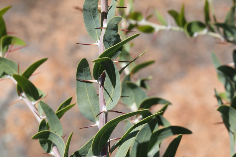 Acacia dempsteri photo 5