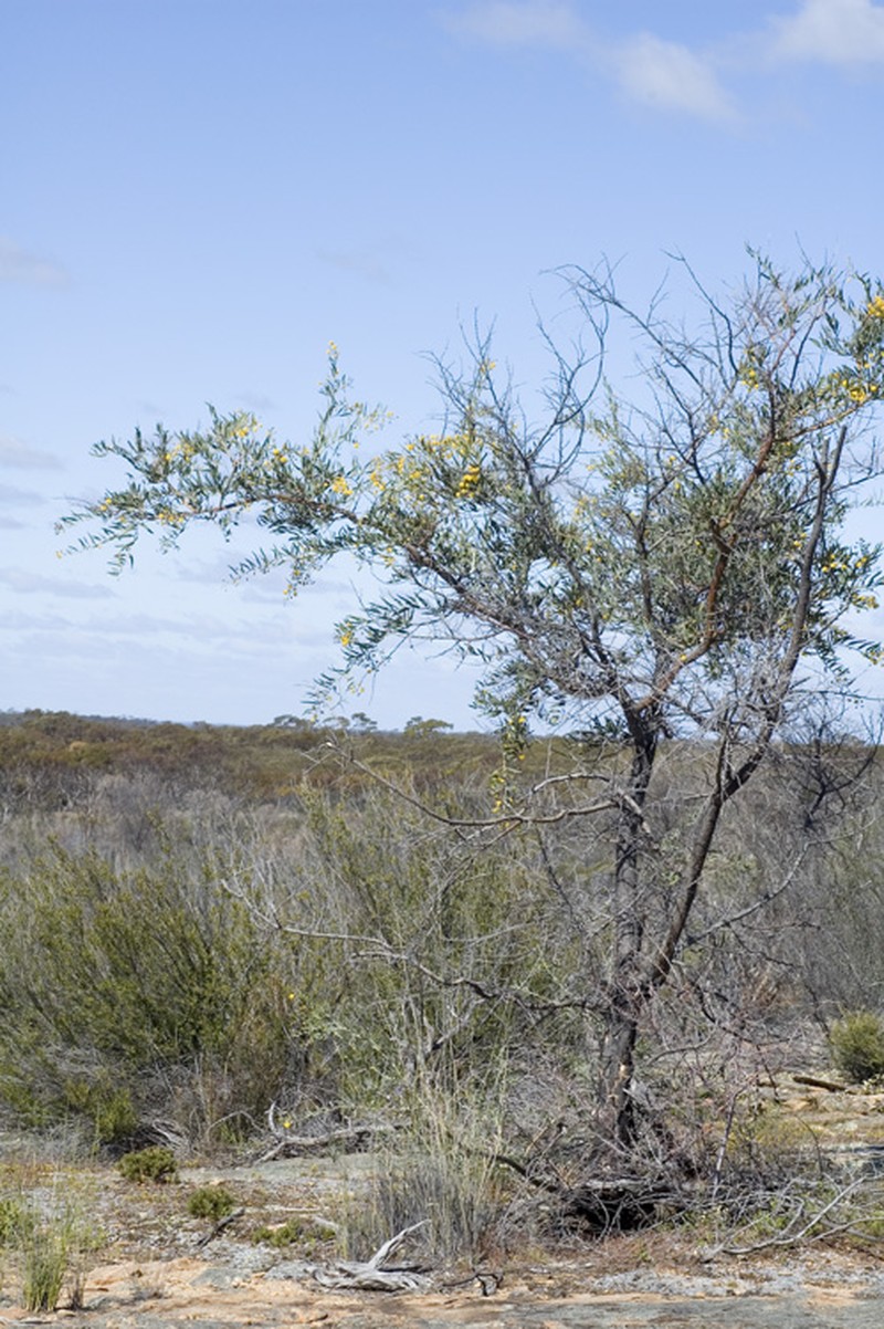 Acacia dempsteri photo 6