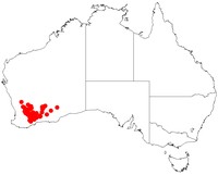 Acacia densiflora