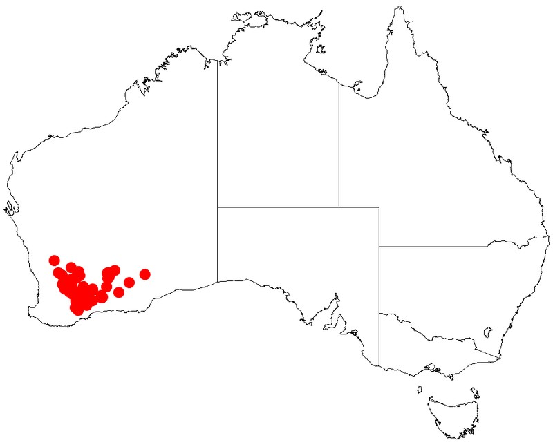 Acacia densiflora