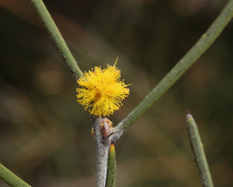 Acacia densiflora photo 2