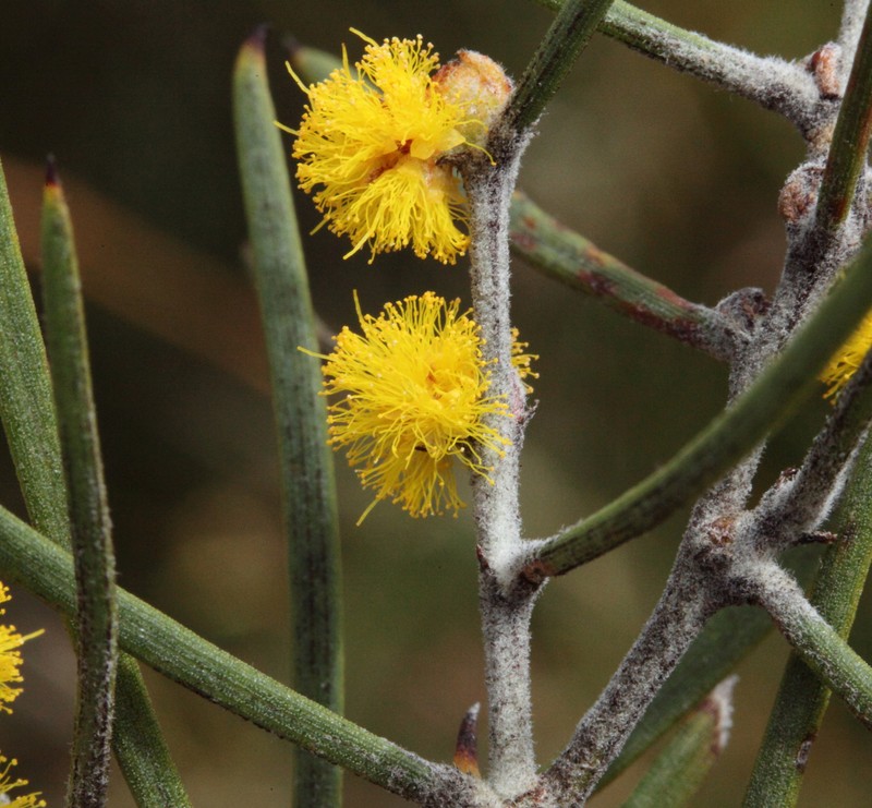 Acacia densiflora photo 3