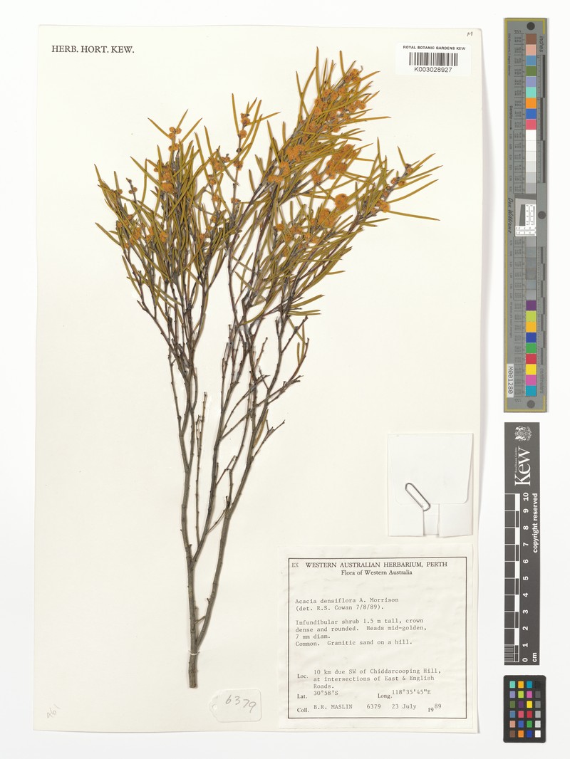 Acacia densiflora photo 4