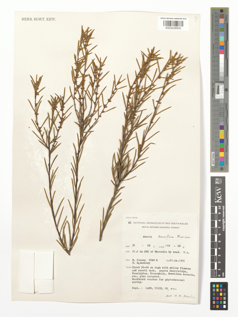 Acacia densiflora photo 5